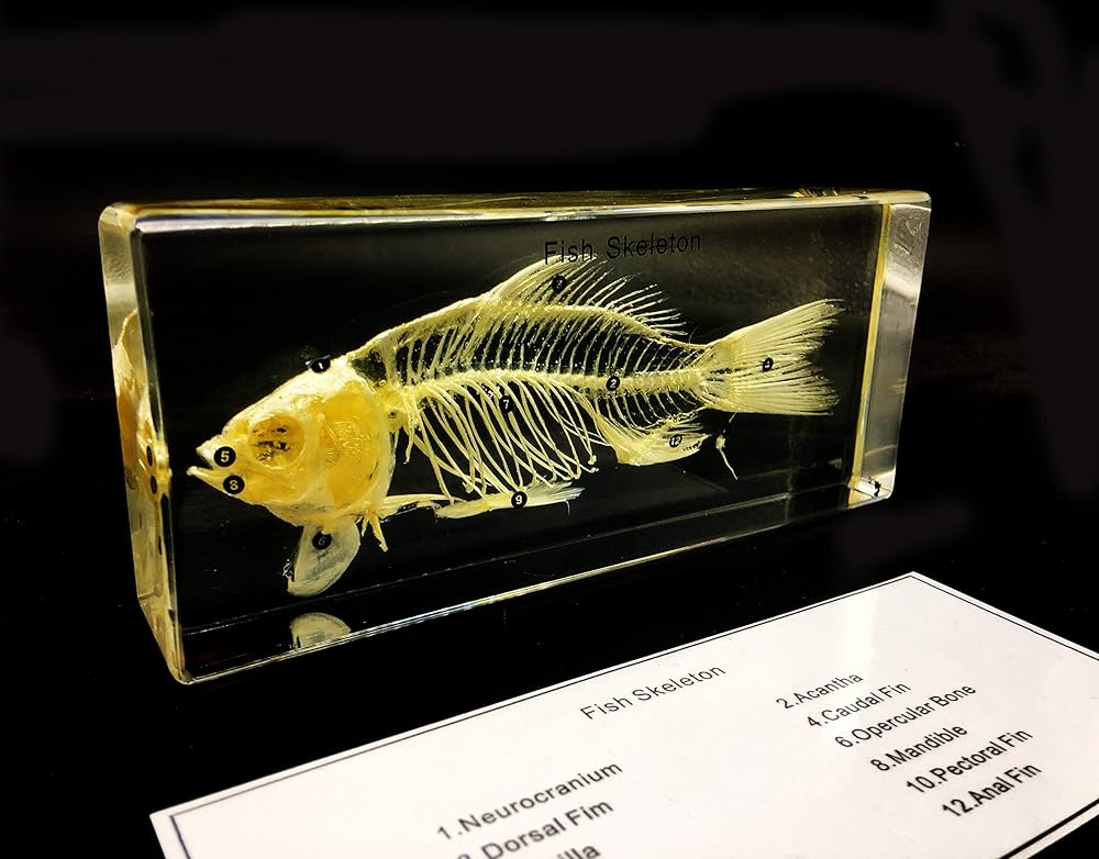 古い魚の標本 Amazon.co.jp: 魚スケルトン標本 文鎮 科学教室の標本科学教育